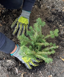 Just behind the Equipment Barn, my gardeners hurry to get evergreens into the ground in the pinetum while the ground is still soft enough to plant.