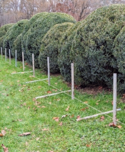 The ground pipes are installed every four feet along the allée. These hollow pipes will anchor the supports.