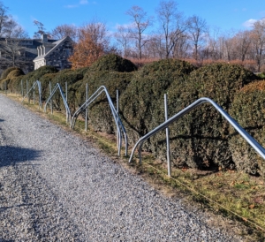 These are 10-foot wide bow sections – they will last quite a while and give the boxwood a lot of room to grow. Building the frame at least a foot taller than the majority of the boxwood protects any heavy snow from weighing down onto the tender foliage.