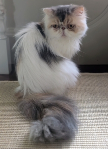 Dahlia loves company and attention. She’s the youngest of the Persians at about one year old.