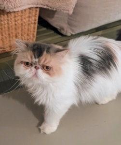 Dahlia is fond of following anyone around the house hoping for a rub.