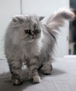 Here she is in the laundry room on top of my large ironing table that was still warm.