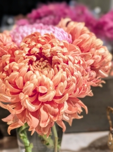 I grew these from small plants I received from Bear Creek Farm in Stanfordville, New York. Bear Creek Farm sells an array of flowers, tubers and seeds and hosts several interesting flower seminars through the year.