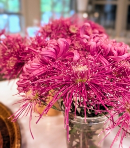 Chrysanthemums, also known as mums, are popular fall flowers. They bloom when most of the garden flowers have already faded, and stand out in a variety of gorgeous colors and forms. This one in front is ‘Fleur de Lis.’ It’s often called the “Queen of Fall Flowers” with its vivid bright pink tones and delicately curved petals.