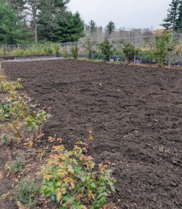 The flower cutting garden near my hoop houses and chicken yard was cleaned, tilled, and top dressed.