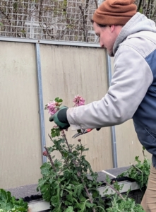 After the plants were done blooming, Ryan saved them and collected many stem cuttings.