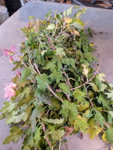 Here are some of the cuttings brought indoors.