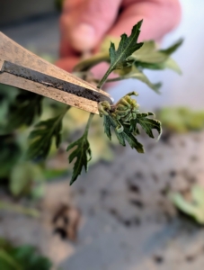 He also cuts off any buds, so energy produced goes straight to root development.