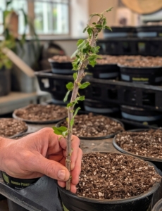 The cuttings are about eight inches tall.