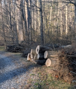 As work is done in the woodland such as pruning and cutting down dead trees, logs and branches are neatly piled along the carriage road. They will soon be put through the chipper and thrown back in to the woods as top dressing.