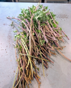 Ryan cleans up the cuttings, removing any leaves from their bottom halves.
