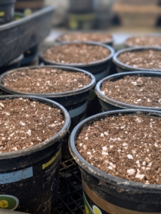 Then in production line process, Ryan fills a number of pots just up to the lips of the containers.