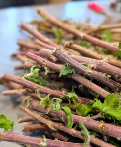 Ryan prepares all the cuttings and then puts them aside in a dry place as he prepares the soil mix.