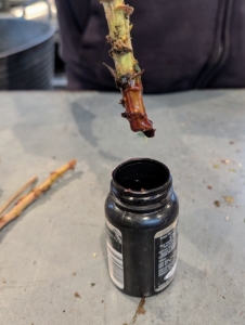 Then he immediately dips one cut end into a rooting gel hormone making sure at least one node is coated. Rooting hormone gel, or powder, is available at garden shops and online and is essential for promoting root initiation and development.