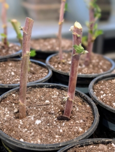 Most cuttings are planted in pairs. Ryan sticks the coated end of the cutting a couple inches into the potting mix until it is secure and the entire coated area is in the soil. Any cuttings that do not take can be removed later.