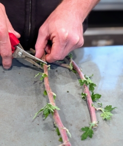 Using small pruning shears, Ryan gives each stem a fresh cut.