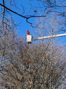I also asked the crew to prune some of the surrounding maples and magnolias.