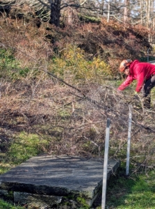 The crew is very tidy and quick to pick up the cut branches.