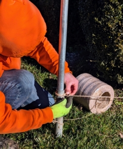 Alex checks several times to make sure the twine runs straight down the allée. These boxwood shrubs grow a lot every year, so the measurement and placement are always different.