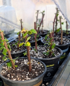 Once all the cuttings are planted, they are watered and covered with humidity domes. These potted cuttings will be kept moist but not waterlogged to maintain proper rooting environments.