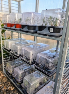 Finally, the cuttings are brought into one of my temperature and humidity controlled hoop houses where they will remain for the season. I can't wait to see how many of these mums take root.