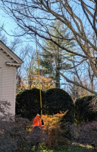 Branches closer to the ground are cut with a telescopic long reach pruner.