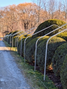 The boxwood has grown quite a bit in the last couple of years, but there is still room under the framing to accommodate more growth.