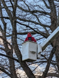 The job is done from the safety of a lift bucket. From here the arborist can reach high branches and prune while a crew catches the debris below.