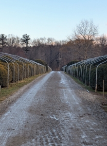 Constructing the frame for the burlap takes several days, but the process is well worth the effort. Any snow that accumulates on top of the finished structures will slide down the sides. This boxwood allée will be fed one more time and then enveloped in burlap for the season.