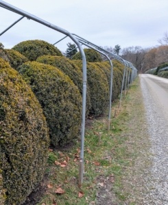 The framing for the burlap covers was already completed. These are the metal pipes typically used for building hoop houses.