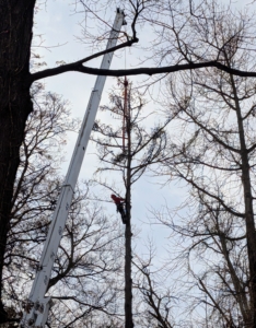 After all the branches are manually removed, the operator is carefully hoisted up the tree again to start cutting it down. Each 12 to 14 foot long section of tree is cut by chainsaw. The section to be cut is secured and the crane holds it taut, so that it is lifted upwards as soon as it is completely separated from the rest of the tree.