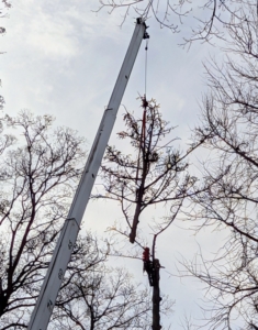 The first section of this tree is removed and carried by crane to the designated open area below.