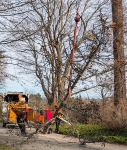 Once the tree section nears the ground, crew members remove the strap. This piece will go straight into the chipper – the top of the tree is too narrow to make into usable wooden planks, so it will be chipped and used for ground cover.