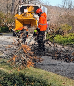 Any branches are cut off with a chainsaw and put through the chipper also.