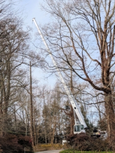 The Arborist crew came with their own equipment including a crane that could reach the top of the trees easily and efficiently.