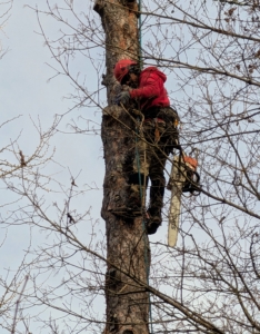 Ray, the arborist, secures the sling to the top and then works his way downward to cut off the next section. Arborists wear climbing spurs designed with spikes to ascend trees by penetrating the tree trunk.