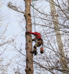 I never like to see trees come down, but the two larch trees had been in decline for some time.