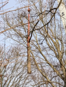 Here is another section of tree on its way down. The crane is maneuvered a good distance from any other trees, structures, or people.