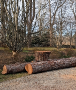 The logs are then taken to my back compost field where they will be milled into two-inch thick boards that will be used in a future building project – nothing is wasted.