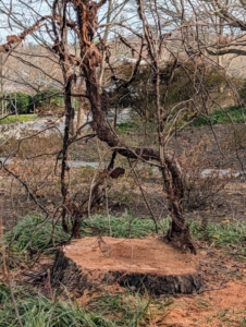 Here is what is left after the tree is completely removed. They were able to save my climbing hydrangea too! The entire area looks different, but also very nice.
