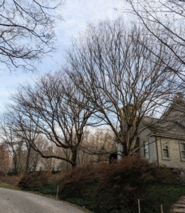 I think these trees were pruned very nicely.