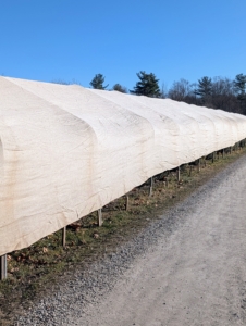 Here is a section of the allée completely draped with burlap.