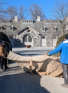 Phurba and Adan unfold the ends of one burlap cover and make sure it is matched properly to the boxwood the way it was made.