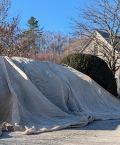 Then the burlap is slowly draped over the boxwood one section at a time.