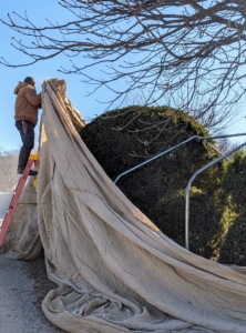 Here's Phurba placing the fabric over a tall boxwood shrub...
