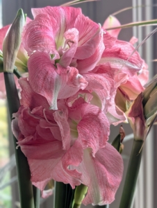 Of all flowering bulbs, amaryllis are the easiest to bring to bloom. Amaryllis originated in South Africa and comes in many beautiful varieties. The genus Amaryllis comes from the Greek word amarysso, which means “to sparkle.” Amaryllis flowers range from four to 10 inches in size and can be single or double in form.