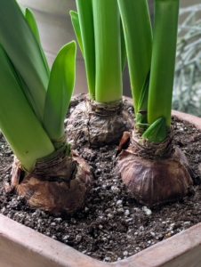 They were forced from these bulbs. Amaryllis bulbs usually measure about three to six inches across. When planting more than one in a container, be sure there is at least an inch between the bulb sides and the rim of the vessel.