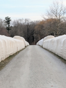 Here is one finished section of the Boxwood Allée. The burlap still allows the boxwood to “breathe”, and get sunlight, which is important even during the colder months.