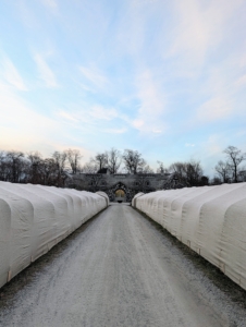 Here is a view with the stable at the end. I’ve been “burlapping” for many years and find that this is really the most reliable way to protect my hedges and shrubs. Covering this allée with burlap gives me comfort that all will survive the winter unscathed.