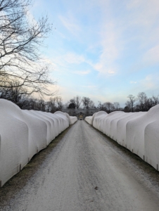 And here is the full length of my long Boxwood Allée. It is so pretty to see all done. And this is just the beginning. There's a lot more to cover up.